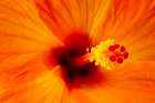 USA-Georgia-Savannah Hibiscus in bloom Art Print